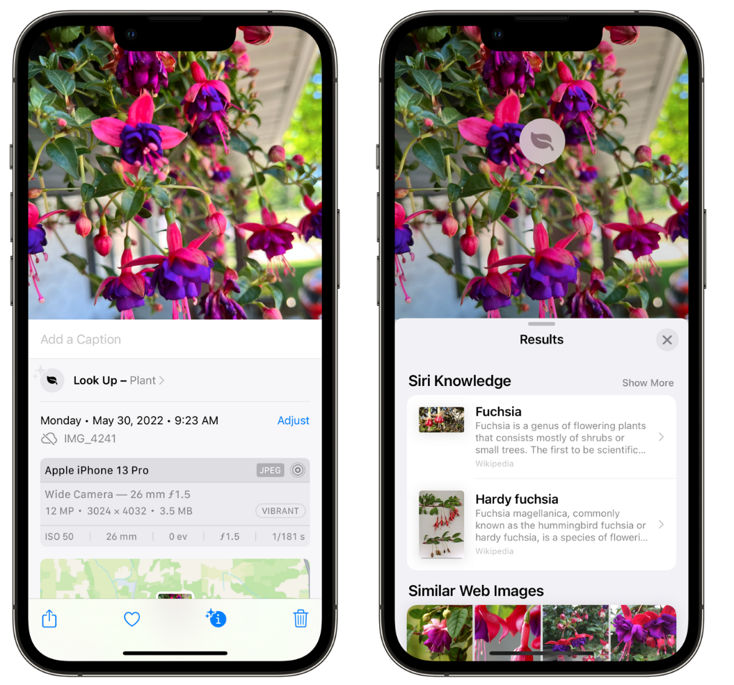马山苹果手机维修分享小技巧：使用 iPhone 相机识别花卉植物 